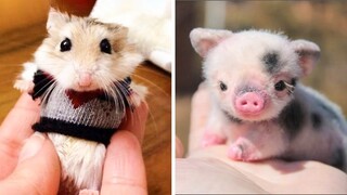 Cute baby animals Videos Compilation cute moment of the animals - Cutest Animals #7