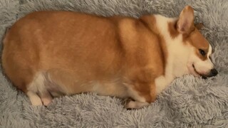 Ayo lihat si kecil anjing yang sedang tidur, benar-benar menenangkan!