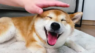 Pretending to touch, what will happen to the Shiba Inu?