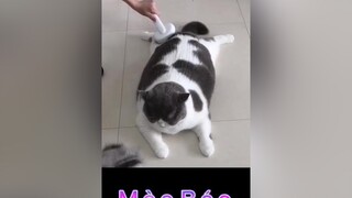 Mèo béo được nằm trải lông mèo#meobeo#meocute#chomeo#dodungthucung#dodungchomeo