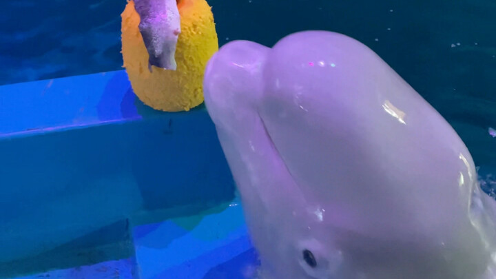 Xiao Hei is smart, isn't he?