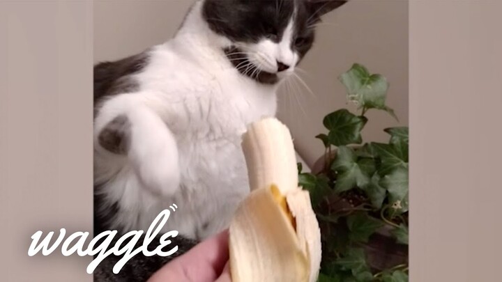My Cat is My BFF | Funny Cat Compilation