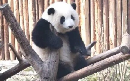 [Panda] Saat Hua Hua cuci kaki terlalu imut!