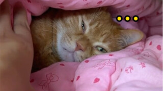 Guess where it's hiding