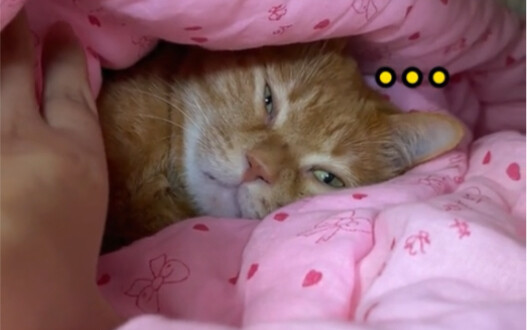 Bạn đoán xem, nó trốn đi đâu rồi