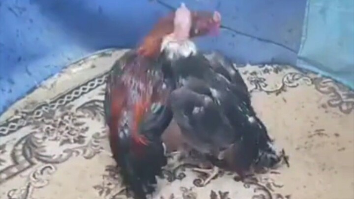 My Singkol won his first dance contest, against an older 3x winner.