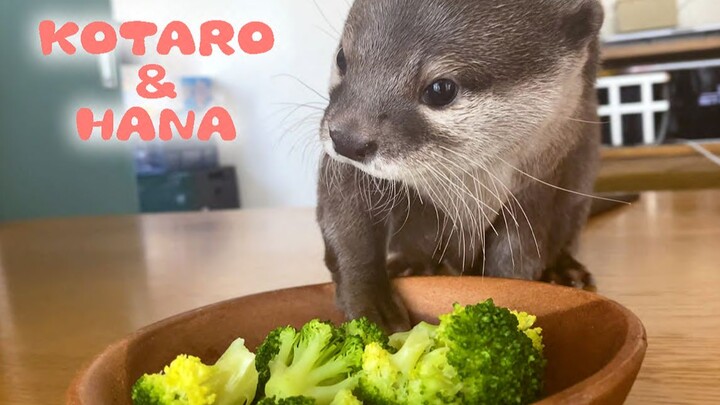 [Otter] I hate broccoli the most! [Kotaro and Hana]
