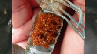 crayfish