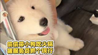 This is a hot pot restaurant, not a zoo!