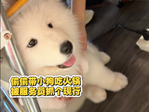 This is a hot pot restaurant, not a zoo!