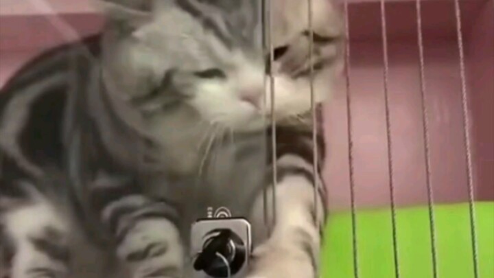 Puncak kecerdasan di dunia kucing