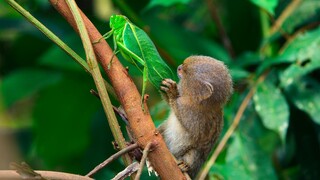 Pygmy marmoset — a tiny creature whose hands grow on other people's legs