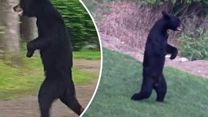 Gấu đen Mỹ học cách đi bằng hai chân, giống hệt con người!