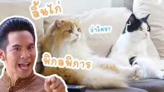 แมวน่ารัก-แมวติดละคร บุพเพสันนิวาส (อีกแล้ว)