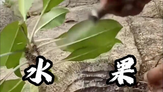 Berapa banyak jenis buah-buahan ini yang pernah kamu makan?