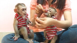 Fruits after fruits, Never stop eating, Mino and Coconut monkeys