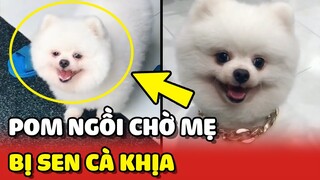 Chú chó bị Sen CÀ KHỊA vì bị mẹ NGÓ LƠ không chở đi chơi 😂 | Yêu Lu