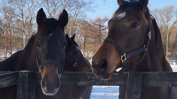 Đây là âm thanh ngựa phát ra sao??