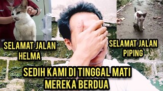 Selamat Jalan Kucing Helma Dan Piping Terima Kasih Sudah Menjadi Inspirasi Banyak Orang..!