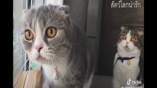 #TikTok #รวมคลิปสัตว์น่ารัก ตลก ขำๆ ฮาๆ สัตว์โลกน่ารัก #1