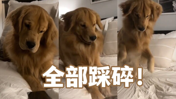 In the morning, Baobao tramples all the alarm clocks underfoot! Smashing them to smithereens!!