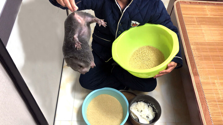 Feeding the Animals on My Terrace