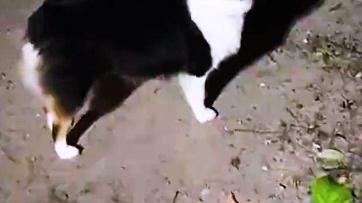 A dog was playing in the backyard with an unknown object. When the owner walked over to check, the p