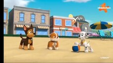 paw patrol Musim 9 Episode 13 Bahasa Indonesia Vision+