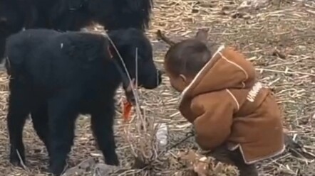 يا صغير، ألم يُعلِّمك معلم صفّك الكبير أن العجل الصغير لا يعرف الخوف؟