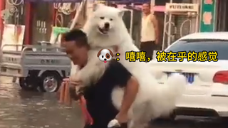 被爱意包围的狗狗，这就是被在乎的幸福啊