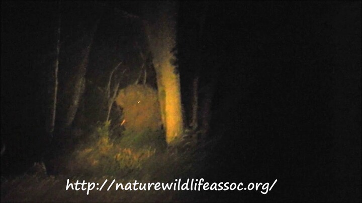 brave dog Vs wild elephants