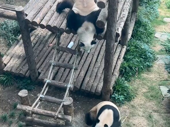 A zookeeper’s mistake allowed Feiyun to enter the golden tiger enclosure.