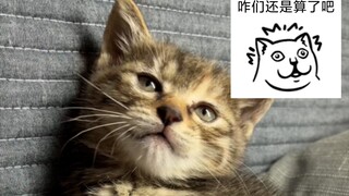 猫:你很会打吗？🤕