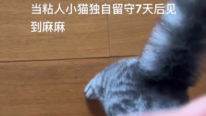 出差一周后回到家，小猫叫的撕心裂肺，太心疼了