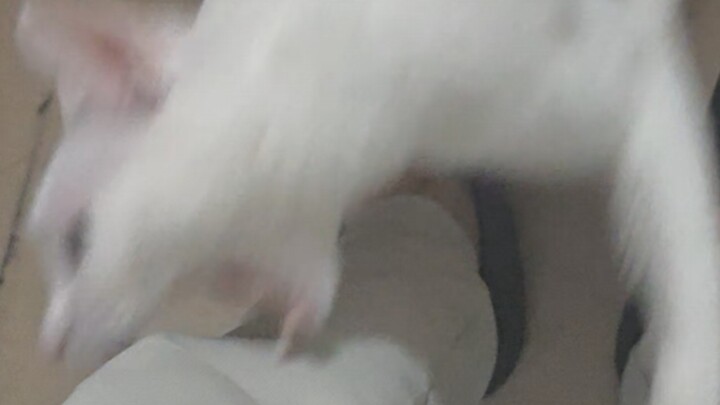 在我的猫面前脱鞋是禁忌