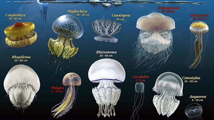 การจำแนกประเภทแมงกะพรุนที่พบบ่อยและการแสดงลักษณะทางกายภาพ ✽)