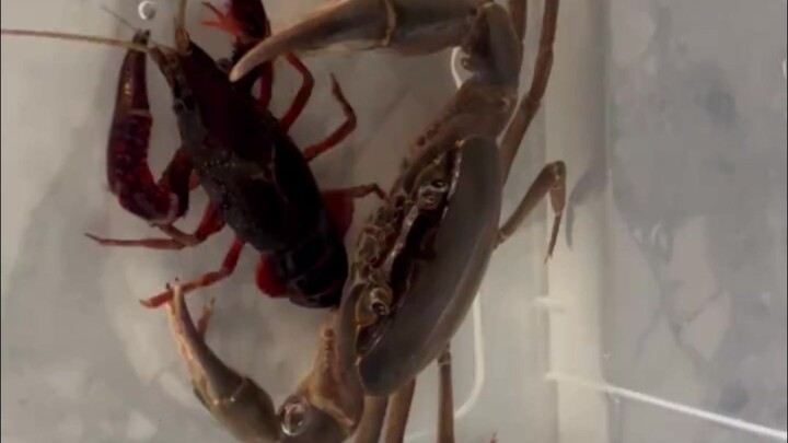 Lobster air tawar: 🦀 Kak, seranganmu kali ini sampai bikin aku nggak bisa nahan buang air besar!