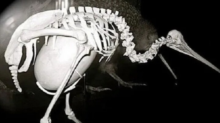 One of the most extreme reproductive processes in the animal kingdom: the kiwi lays an egg that comp