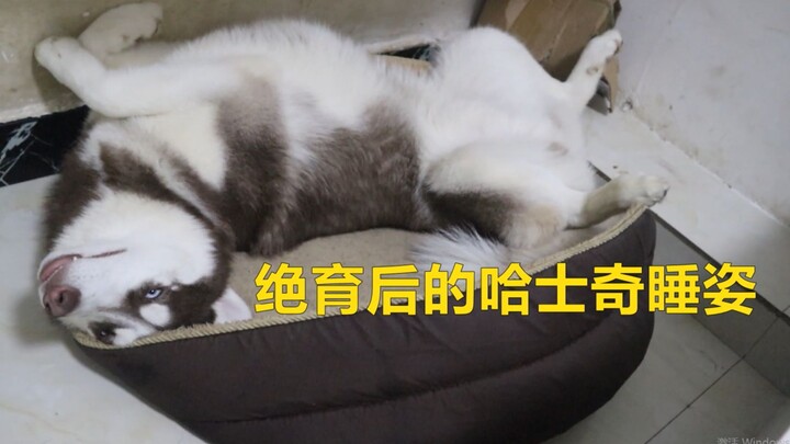 Sejak si Husky dikebiri, tiap tidur dia selalu pakai pose begini. Apa ini artinya ada sesuatu yang i