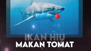ikan hiu makan tomat