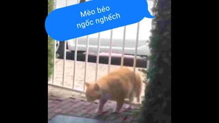 Chú mèo péo này đáng yêu ghê