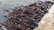 ভয়ংকর মাগুর মাছ | Terrible catfish | 可怕的馬古魚