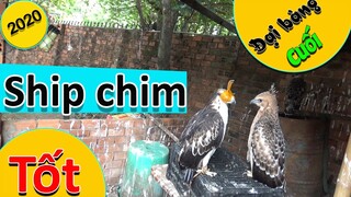 [Hùng Hunter]- Chuẩn bị chuyển chim cho anh em.