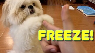 Shih Tzu Knows How To "Hands Up" & Throw A Jab On Command ( Cute Funny Dog Video)