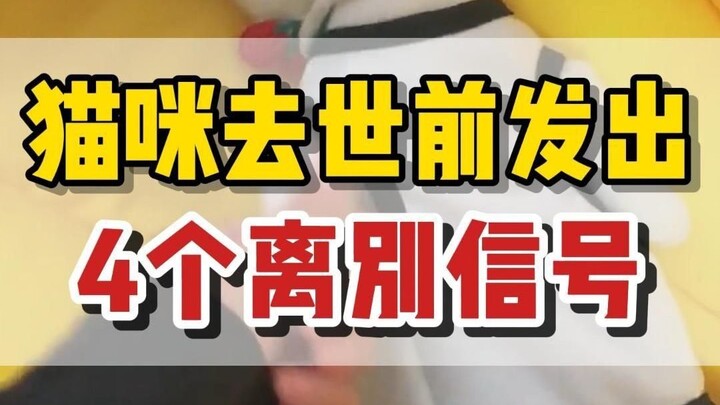 Before a cat passes away, it sends out these 4 heartbreaking farewell signals—watch and you’ll tear 