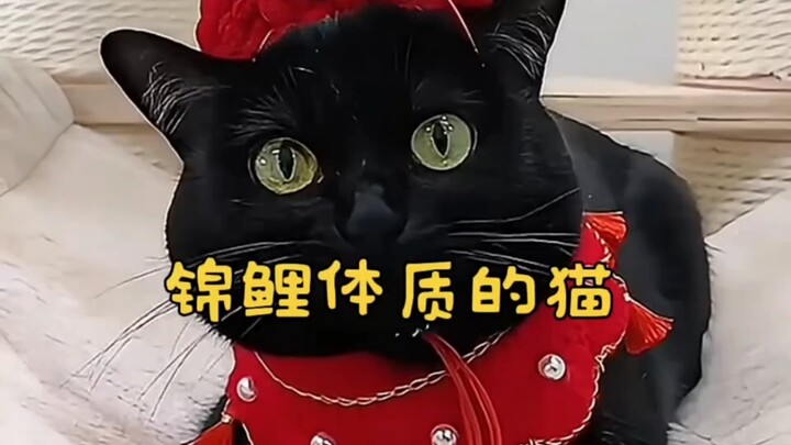 แมวที่มีร่างกายของปลาคาร์พมงคล