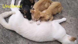 ซนแล้วก็กิน  เหมียววว...ววว