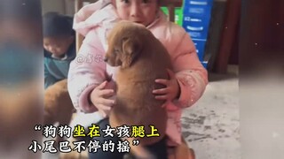 Cute dog repair, dogs can cure all unhappiness