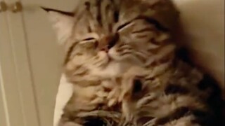 Funny and cute cats