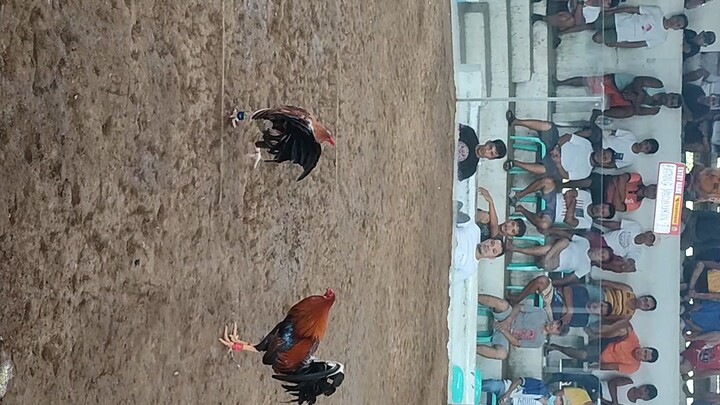 1st fight win                      2hits 1 win 1 loss